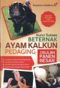 Kunci Sukses Beternak Ayam Kalkun Pedaging 3Bulan Panen Besar
